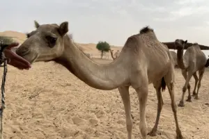 Qasr Al Sarab Desert Resort by Anantara - Activities - Camel Ride