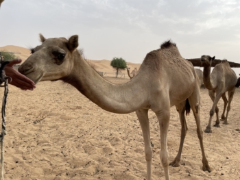 Qasr Al Sarab Desert Resort by Anantara - Activities - Camel Ride